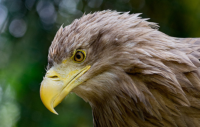 Tierfotografie